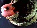 Vampire Squid