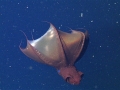 Vampire Squid