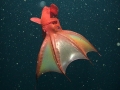 Vampire Squid