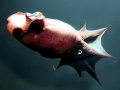 Vampire Squid