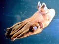 Vampire Squid