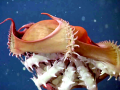 Vampire Squid