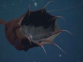 Vampire Squid