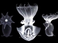 Vampire Squid