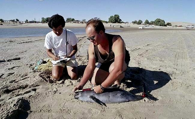 Vaquita Porpoise
