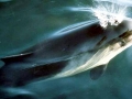 Vaquita Porpoise