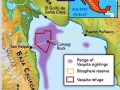 Vaquita Porpoise