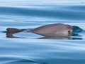 Vaquita Porpoise
