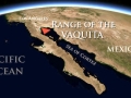 Vaquita Porpoise