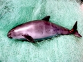 Vaquita Porpoise