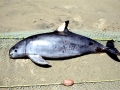 Vaquita Porpoise