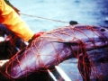 Vaquita Porpoise