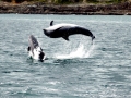 Vaquita Porpoise