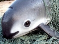 Vaquita Porpoise