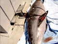 Vaquita Porpoise