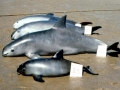 Vaquita Porpoise