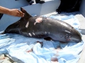 Vaquita Porpoise