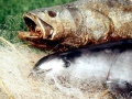 Vaquita Porpoise