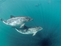 Vaquita Porpoise