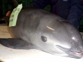 Vaquita Porpoise