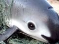 Vaquita Porpoise