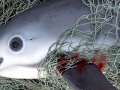 Vaquita Porpoise