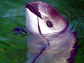 Vaquita Porpoise