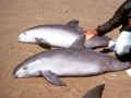 Vaquita Porpoise