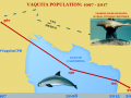 Vaquita Porpoise