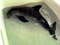 Vaquita Porpoise