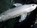 Vaquita Porpoise