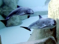 Vaquita Porpoise