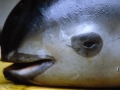 Vaquita Porpoise