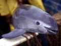 Vaquita Porpoise