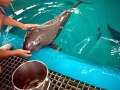 Vaquita Porpoise