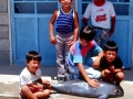 Vaquita Porpoise