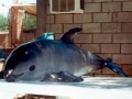 Vaquita Porpoise