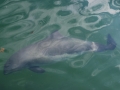 Vaquita Porpoise