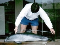 Vaquita Porpoise