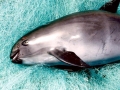 Vaquita Porpoise