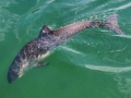 Vaquita Porpoise