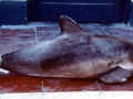 Vaquita Porpoise