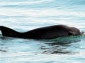Vaquita Porpoise
