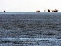 Vaquita Porpoise