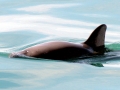 Vaquita Porpoise