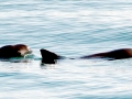 Vaquita Porpoise