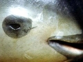 Vaquita Porpoise