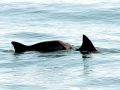 Vaquita Porpoise