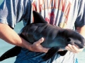 Vaquita Porpoise