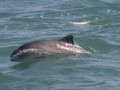 Vaquita Porpoise